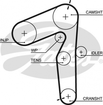 CINGHIA DISTRIBUZIONE
