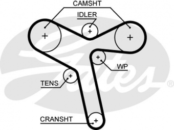 CINGHIA DISTRIBUZIONE
