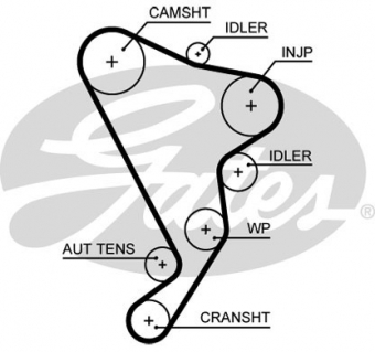 CINGHIA DISTRIBUZIONE
