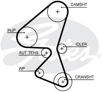 CINGHIA DISTRIBUZIONE