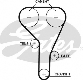 CINGHIA DISTRIBUZIONE